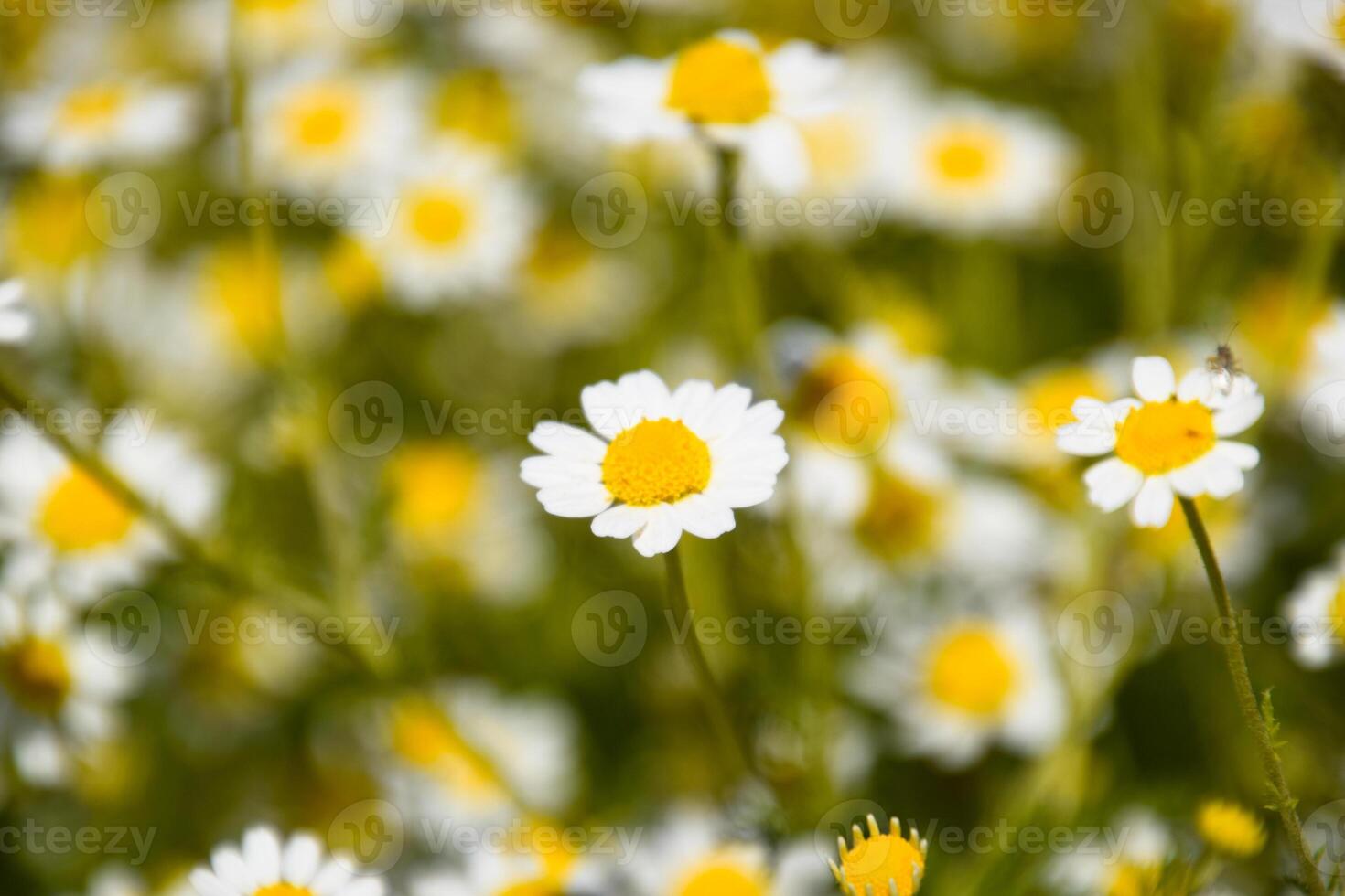 kamille bloemen. farmaceutisch kamille. geneeskrachtig fabriek kamille, bloeiend. foto