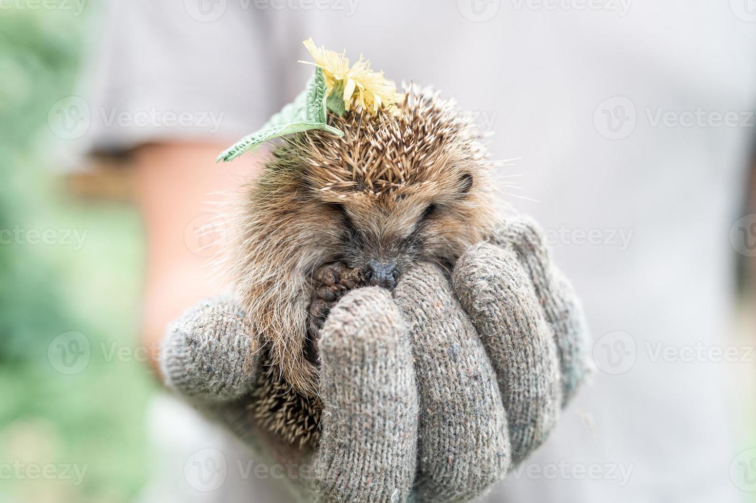 dieren kleine egel foto