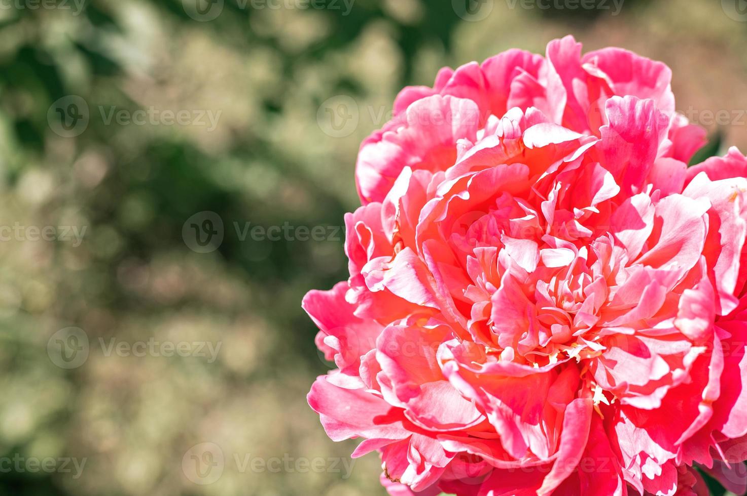 roze pioen bloemhoofd in volle bloei op een achtergrond van vage groene bladeren foto