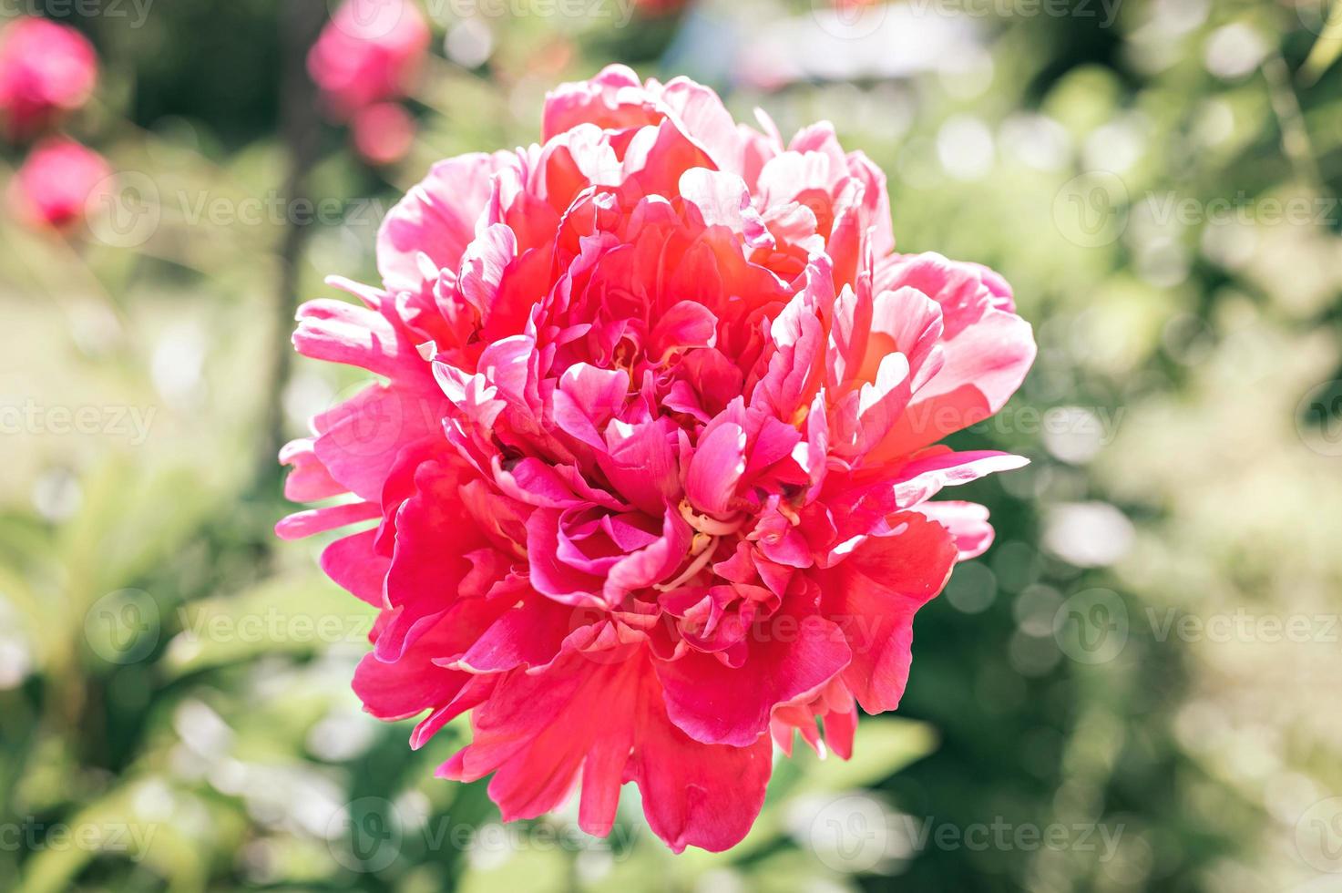 roze pioen bloemhoofd in volle bloei op een achtergrond van vage groene bladeren foto