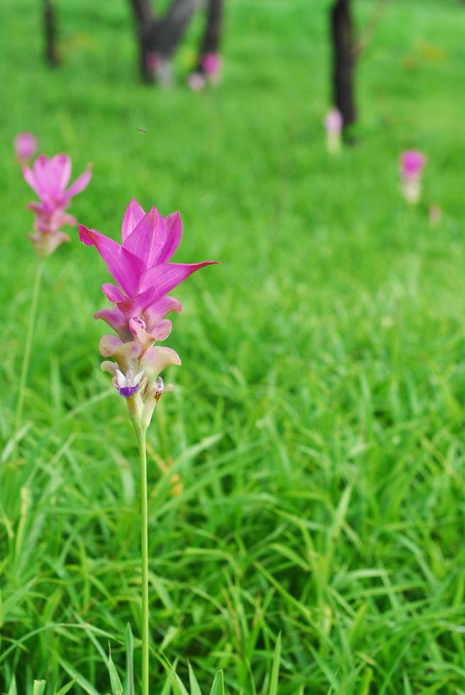 prachtige wilde siam-tulpen die bloeien in de jungle in de provincie chaiyaphum, thailand. foto