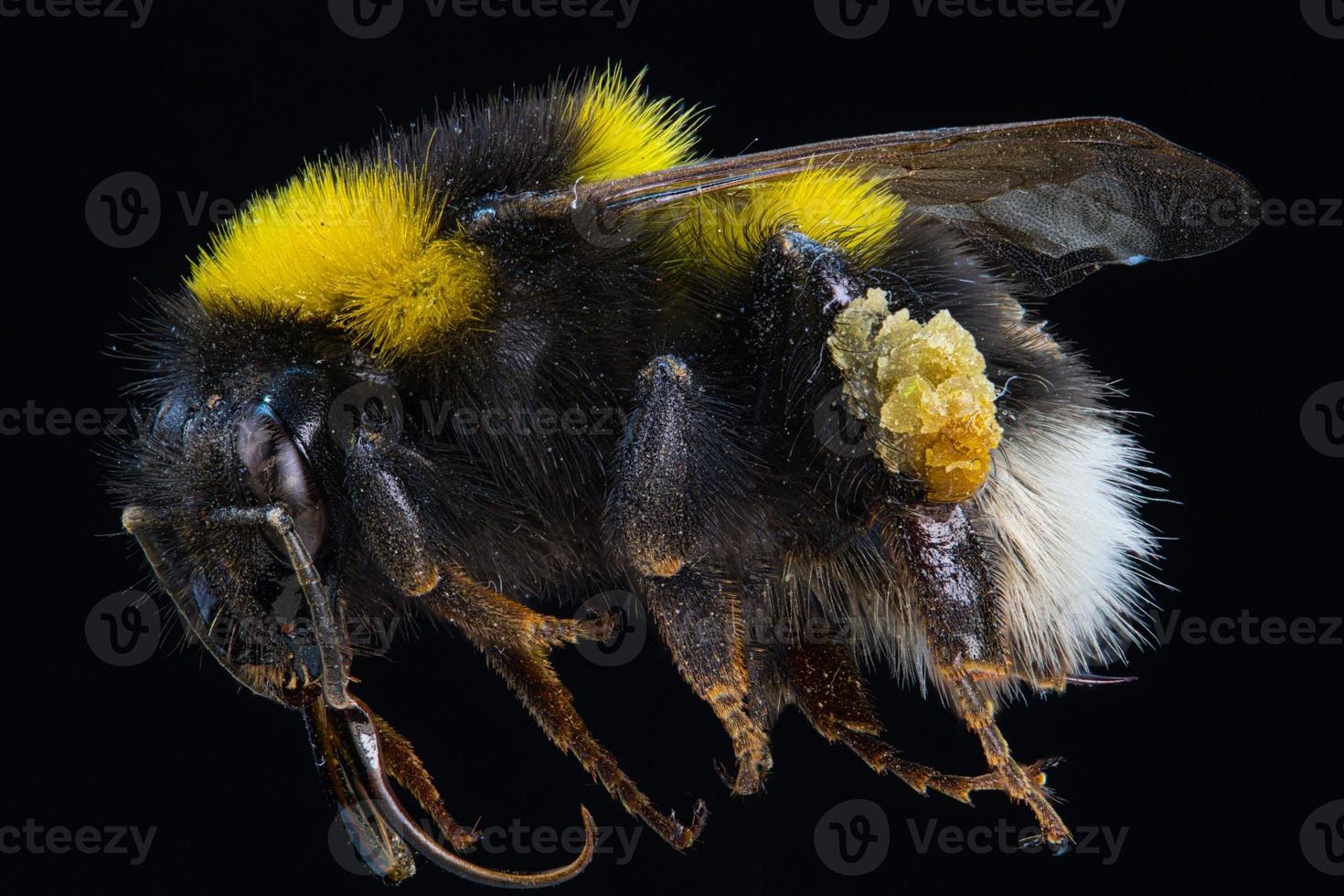 zijportret van een wesp foto