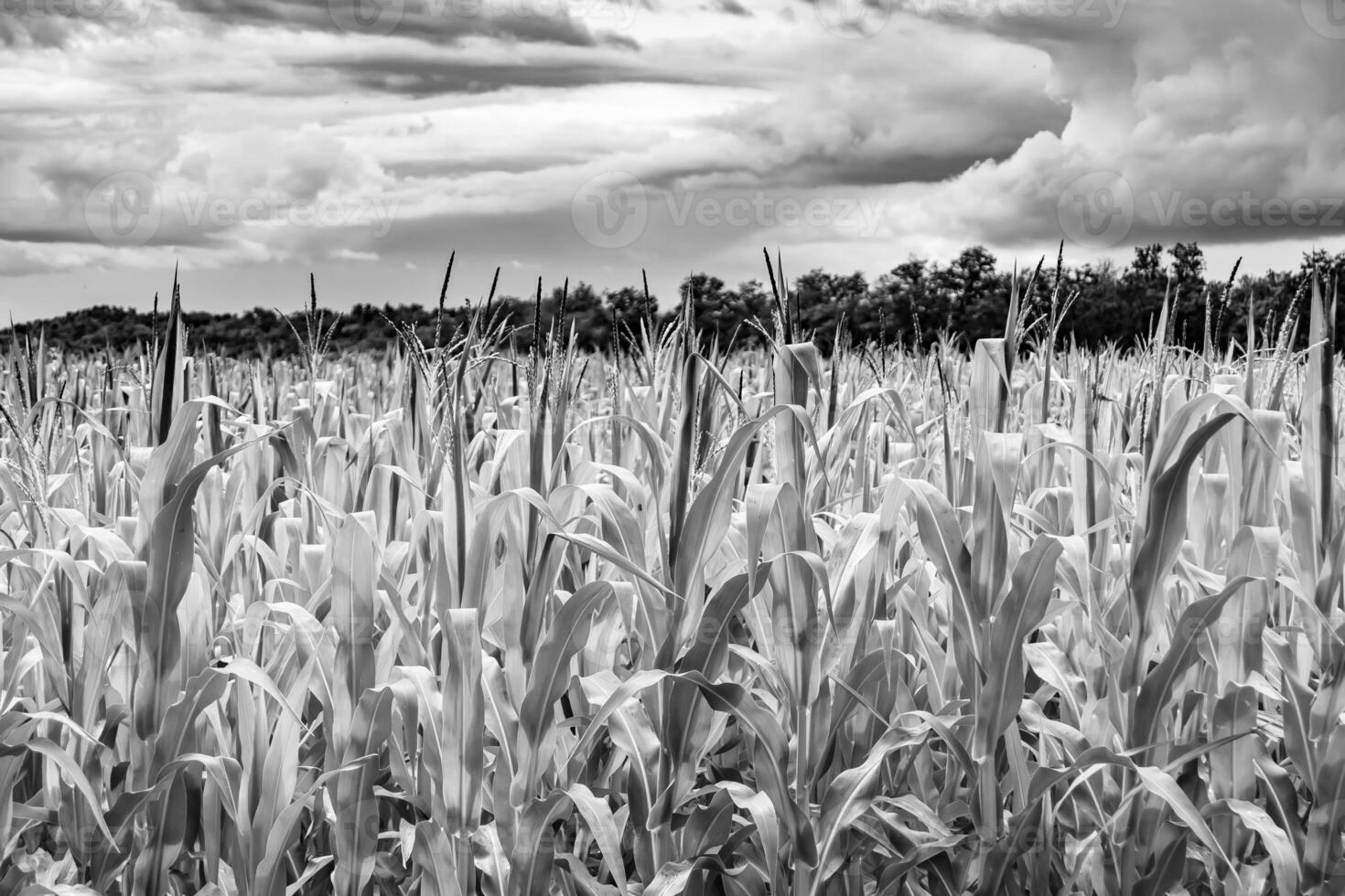 fotografie Aan thema groot maïs boerderij veld- voor biologisch oogst foto