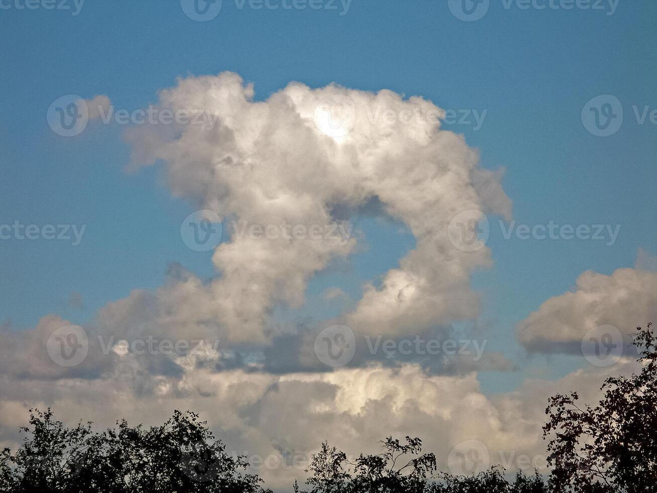 Woud toendra landschap in de zomer. taiga van Siberië. Yamal. foto