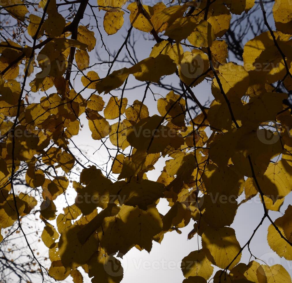 geel bladeren van linde tegen de lucht en de achtergrondverlichting. herfst achtergrond van bladeren van een linde. geel herfst bladeren foto