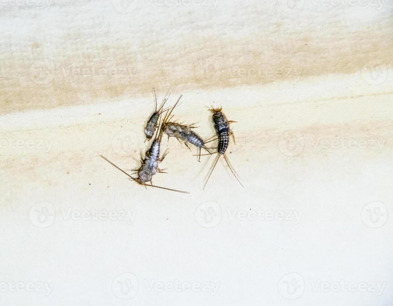 thermobië gedomesticeerd. plaag boeken en kranten. lepismatidae insect voeden Aan papier - zilvervisje foto