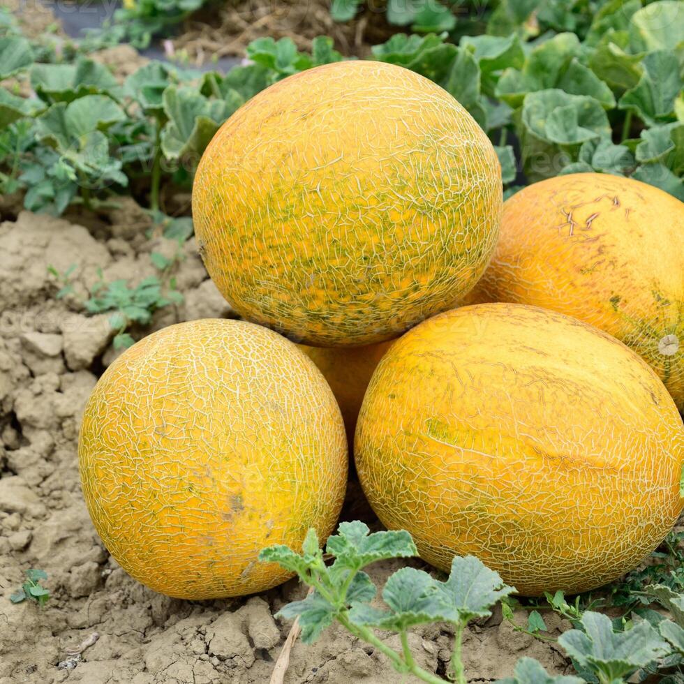 meloenen, geplukt van de tuin, leggen samen Aan de grond foto