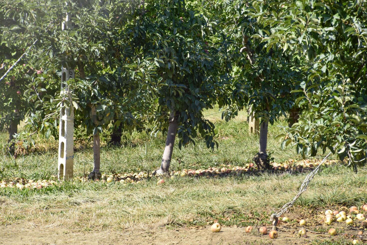 appel boomgaard. rijen van bomen en de fruit van de grond onder t foto