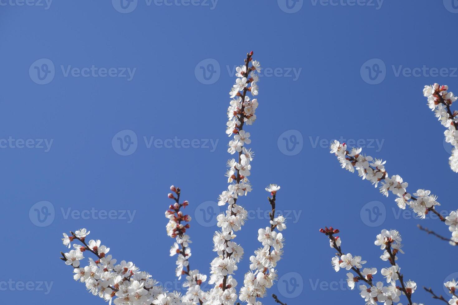 voorjaar bloeiend bomen. bestuiving van bloemen van abrikoos. bloeiend wild abrikoos in de tuin foto