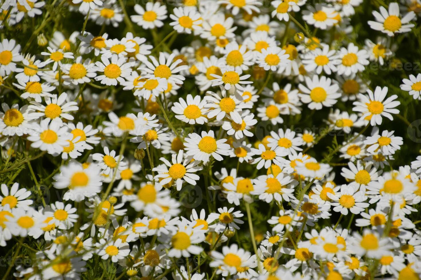 kamille bloemen. farmaceutisch kamille. geneeskrachtig fabriek kamille, bloeiend. foto