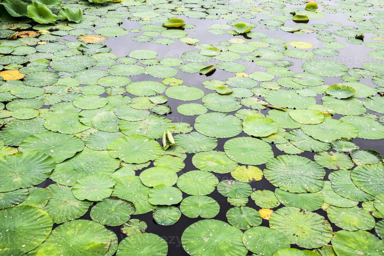 waterlelies. bladeren van lotus in de vijver. water druppels Aan lotus bladeren foto