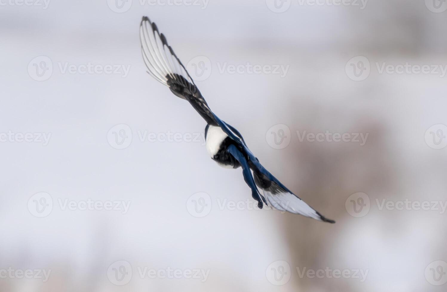 ekster in vlucht foto