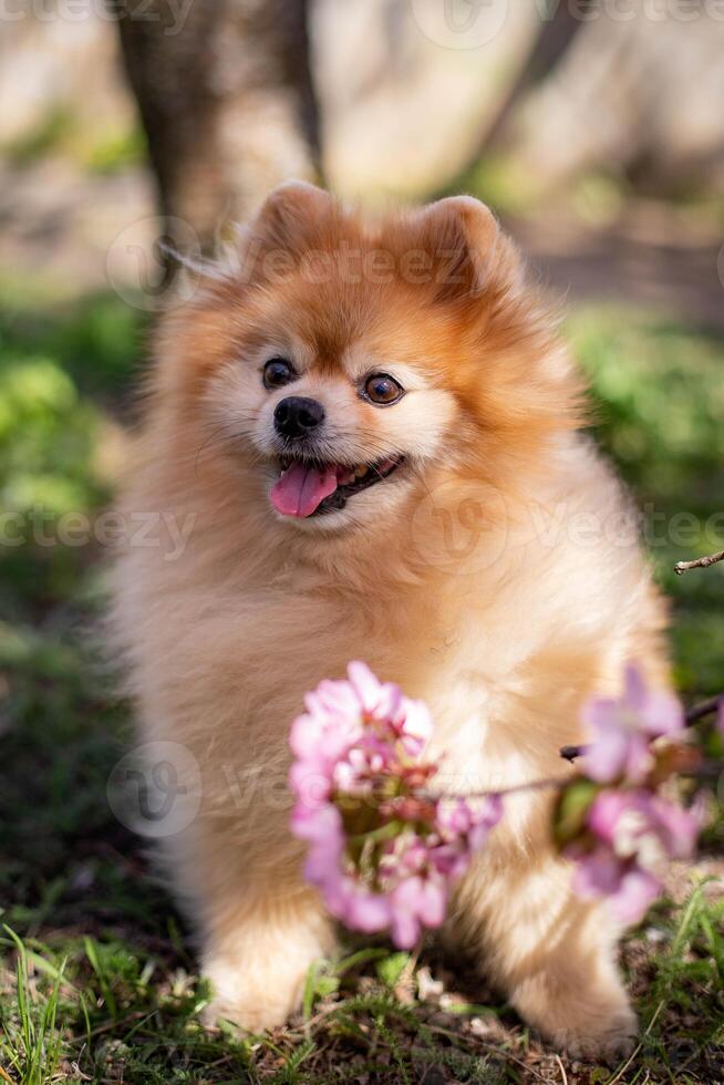 pommeren hond met roze bloemen in de tuin. selectief focus. foto