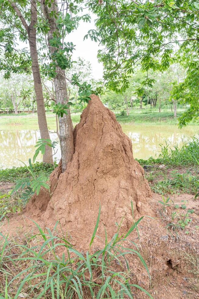 reusachtig termiet heuvel in de park, Thailand. foto