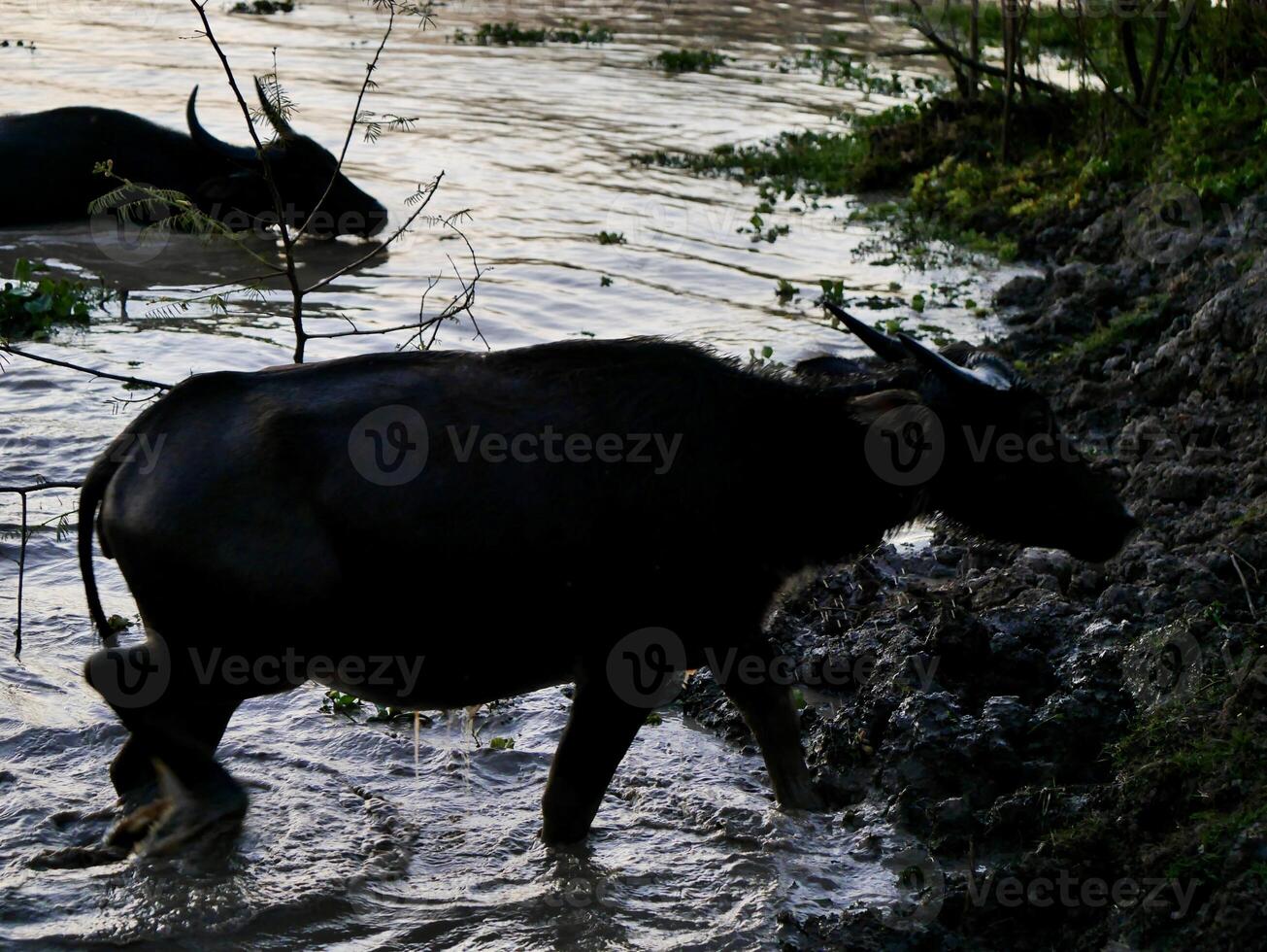 een kudde van buffels zwemmen in de meer, de buffels dat komen uit van de boerderijen Bij zonsopkomst Gaan naar grazen Aan de weilanden en terugkeer naar de boerderij Bij zonsondergang foto