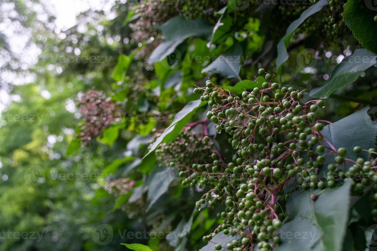 vlierbes struik met onrijp fruit en groen bladeren. foto