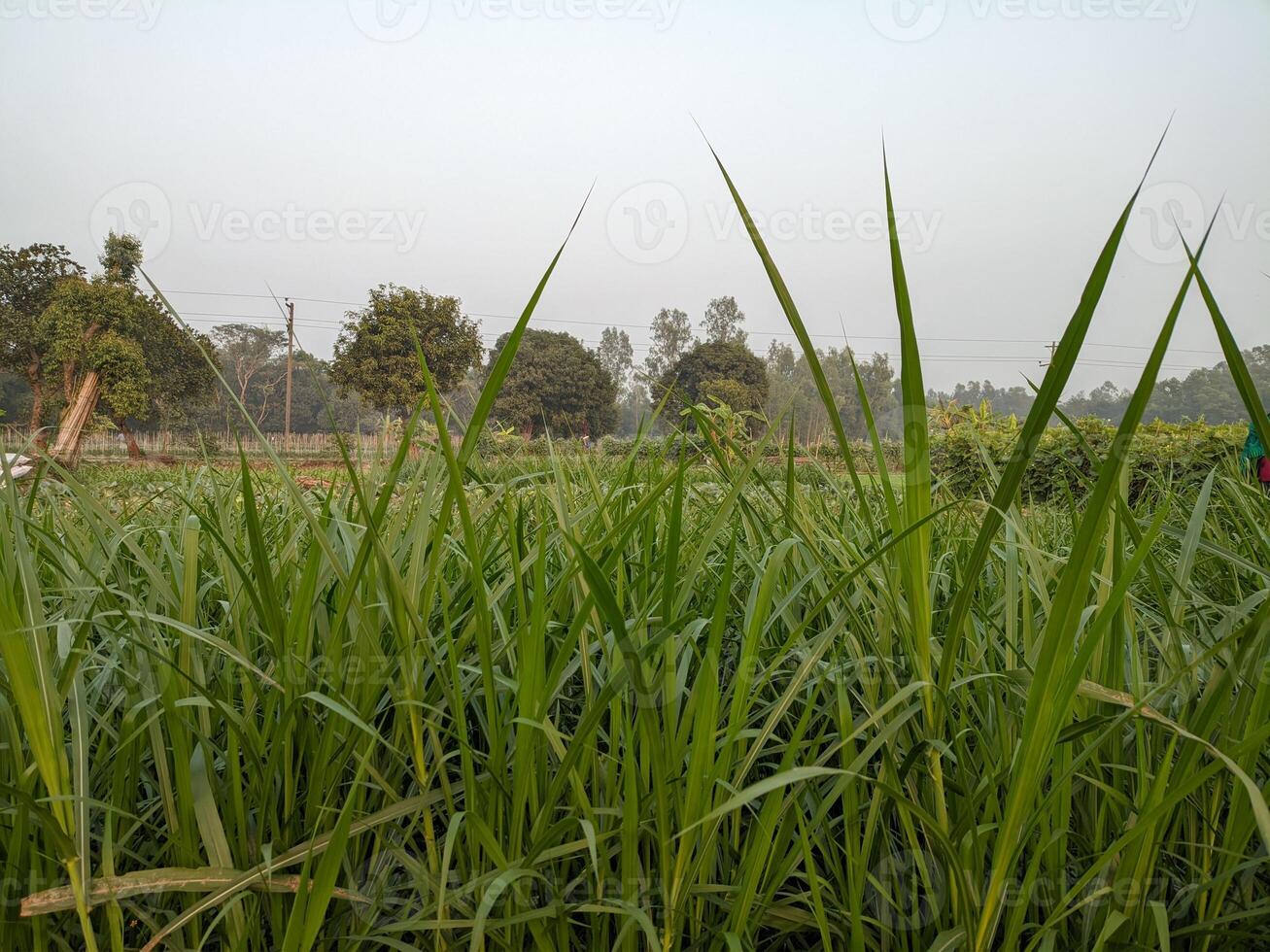 suikerstok plantage in de ochtend, detailopname van foto