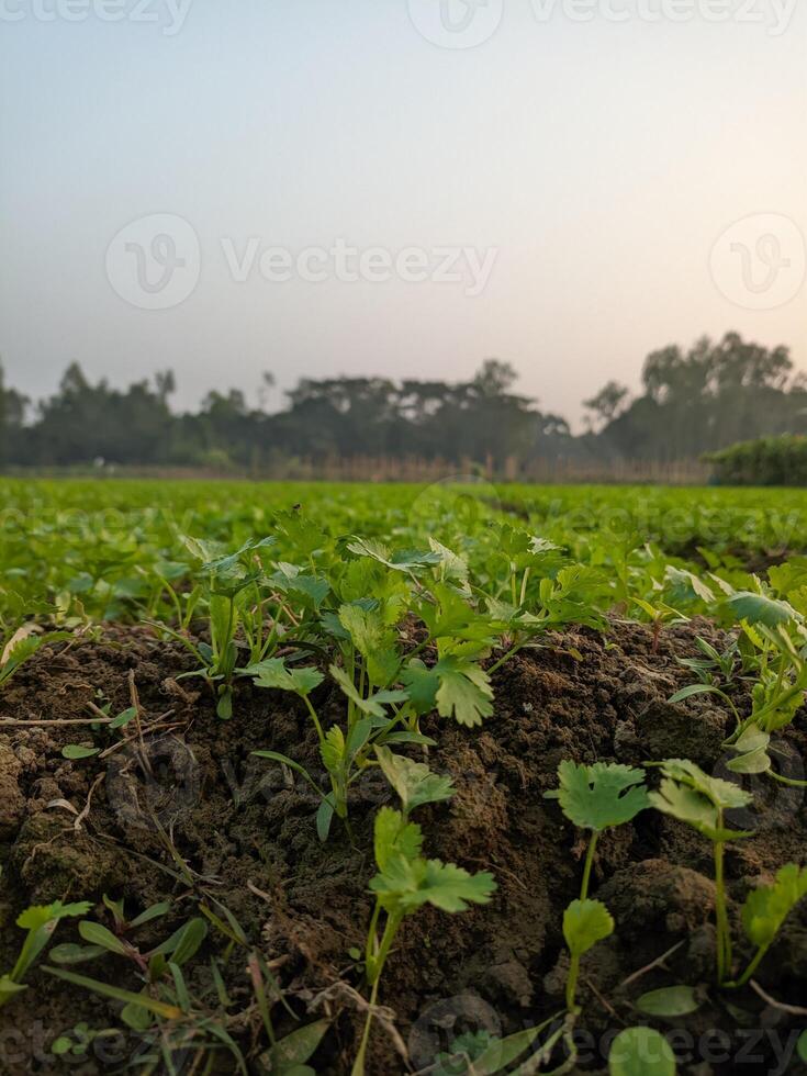 selderij zaailingen groeit Aan een veld- in de ochtend. foto