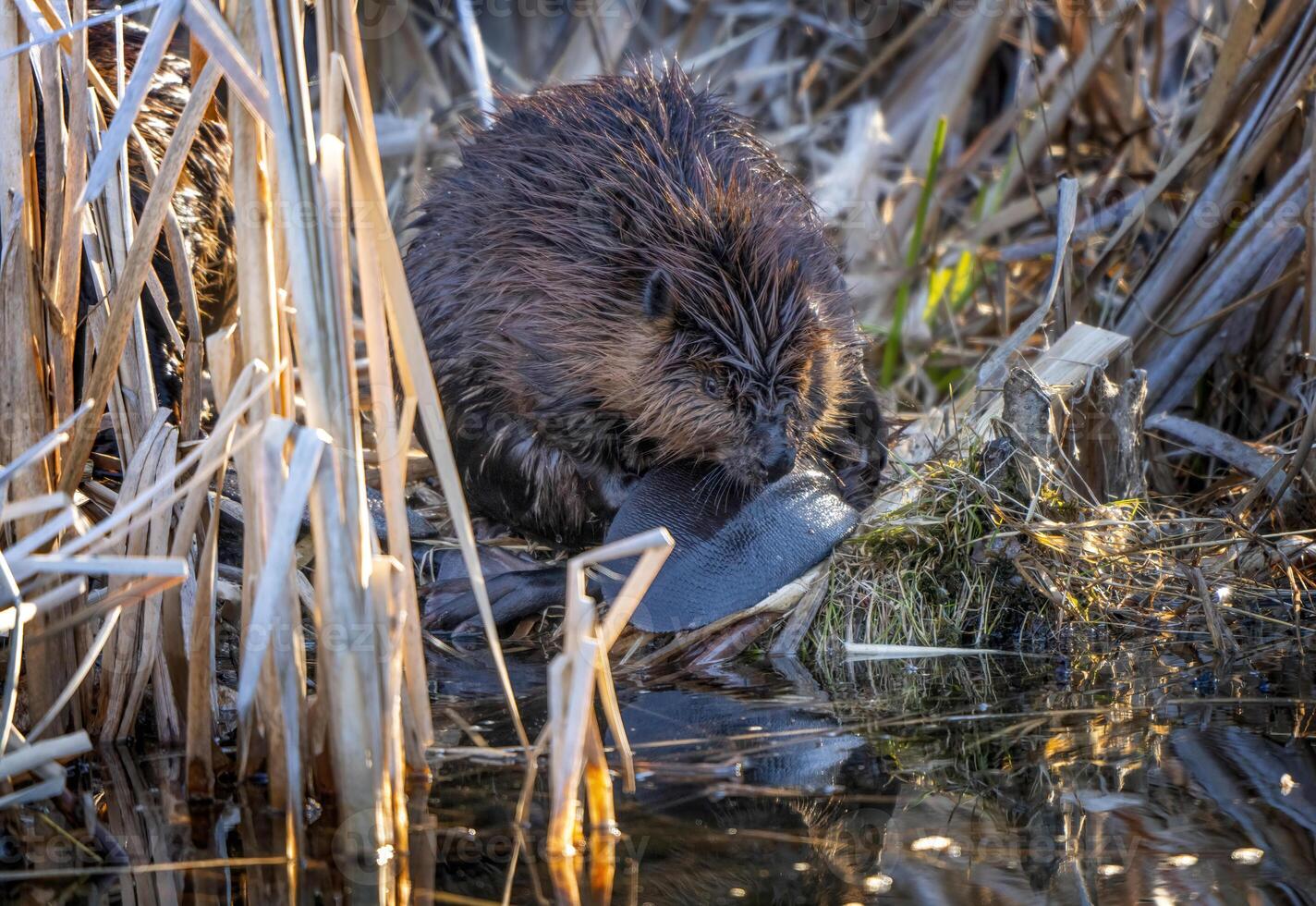 close up bever foto