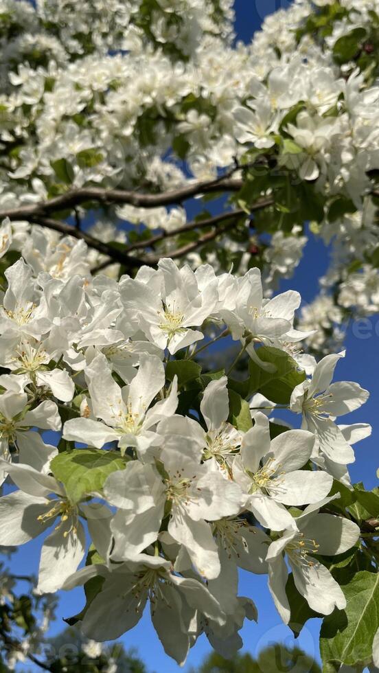 verticaal dichtbij omhoog foto van kers bloesems in een stad park. mooi achtergronden voor mobiel telefoon en smartphone met wit bloemen. voorjaar tijd, mei