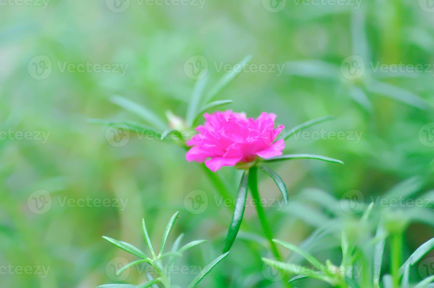 gemeenschappelijk postelein Verdolaga , portulaca oleracea l of weinig berenklauw of Pigweed of pusley of Verdolaga of portulacaceae foto