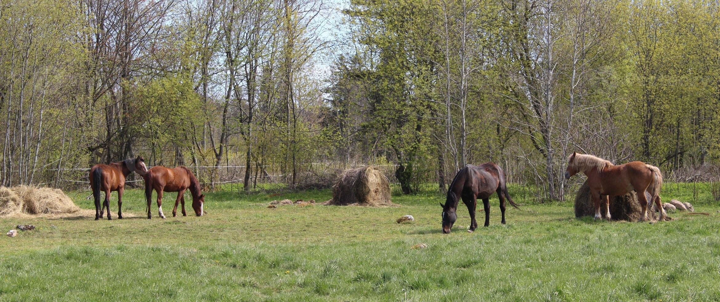 prachtig evenwichtig tafereel van paarden begrazing in zomer. foto