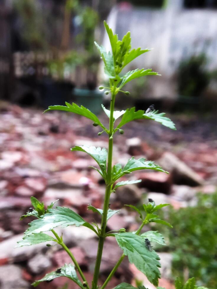 scoparia dulcis is een soorten van bloeiend fabriek behoren naar de plantaginaceae familie. wild planten buitenshuis. foto