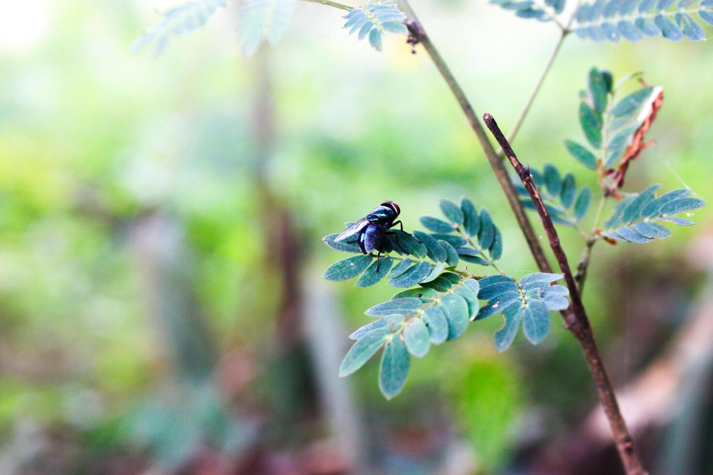 een tuin vlieg is resting Aan een blad. huisvlieg. musca vetustissima. stal vlieg. vlees vlieg. foto