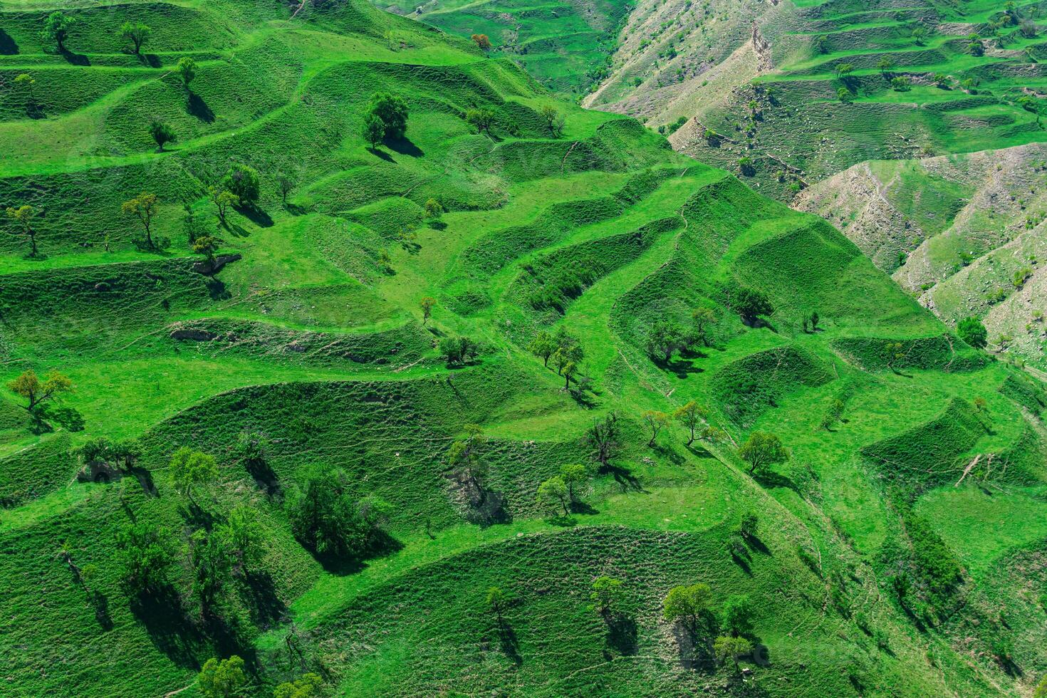 berg landschap met groen agrarisch terrassen Aan de hellingen foto