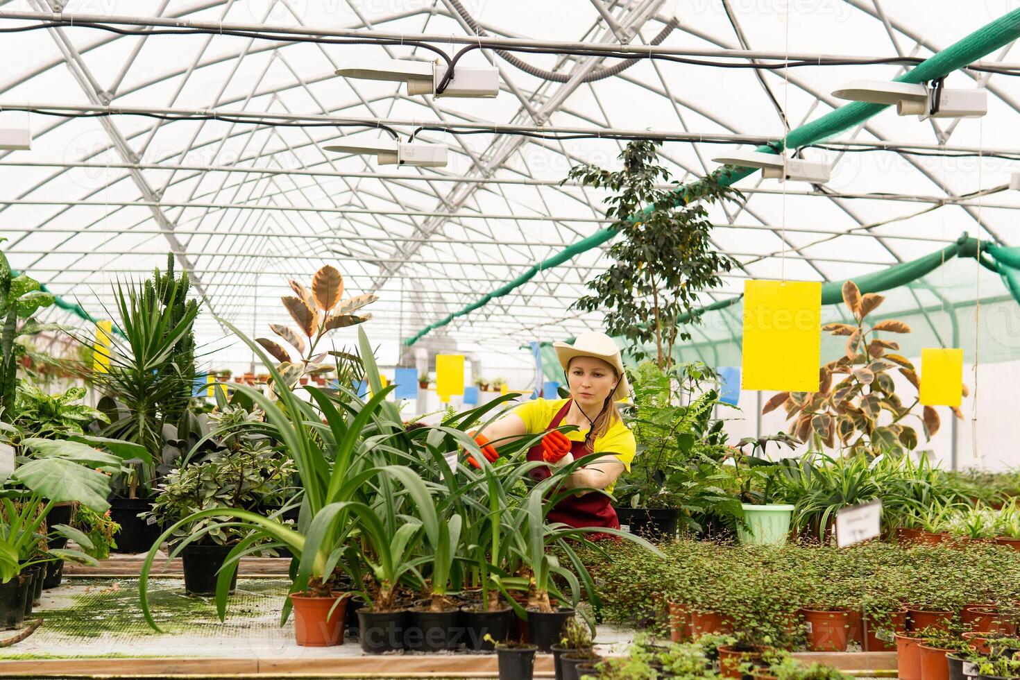 vrouw bloemist zorgzaam voor kamerplanten in een kas foto