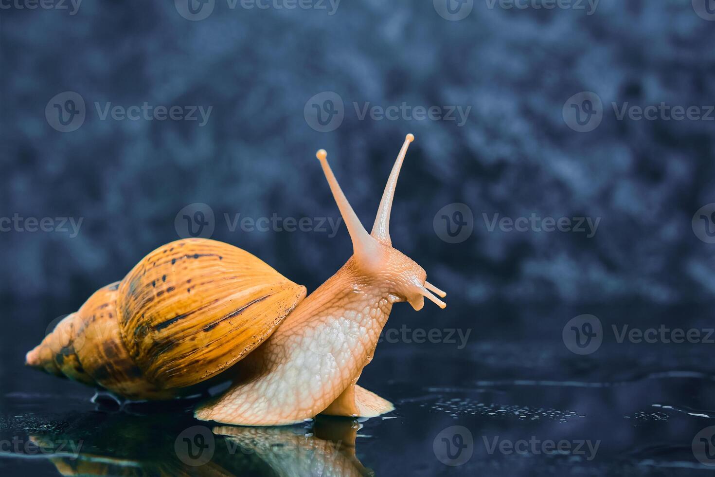 leven slak op zoek omhoog Aan een glad zwart oppervlakte tegen een donker achtergrond foto