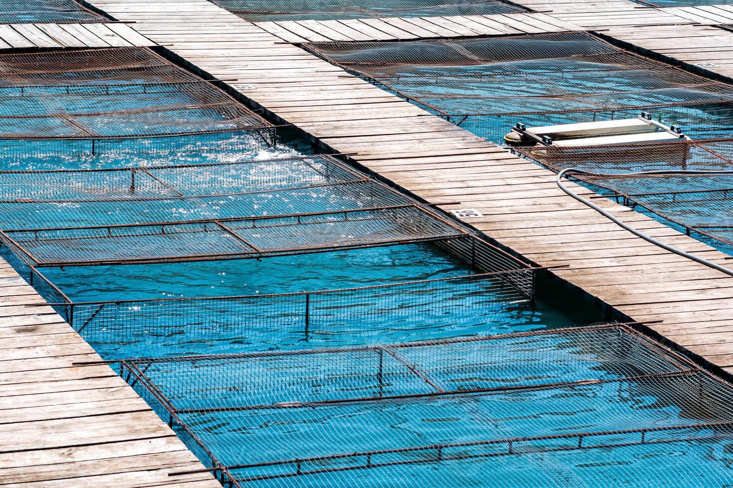 aquacultuur installaties met vis kooien Aan een vis boerderij foto