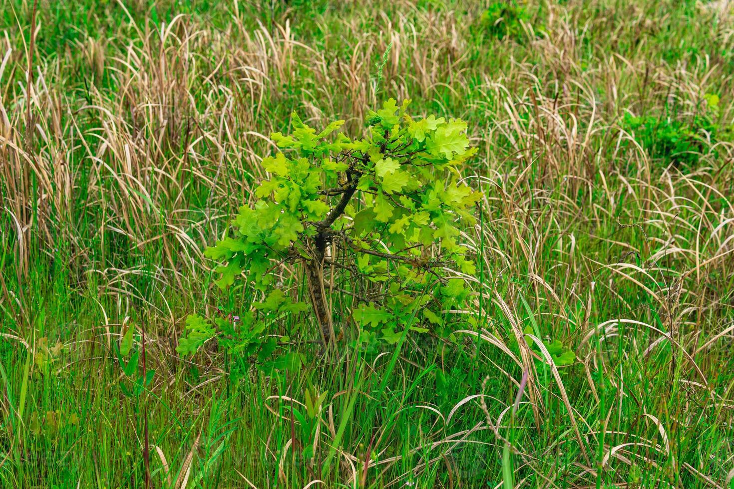 jong eik spruiten tussen de gras foto