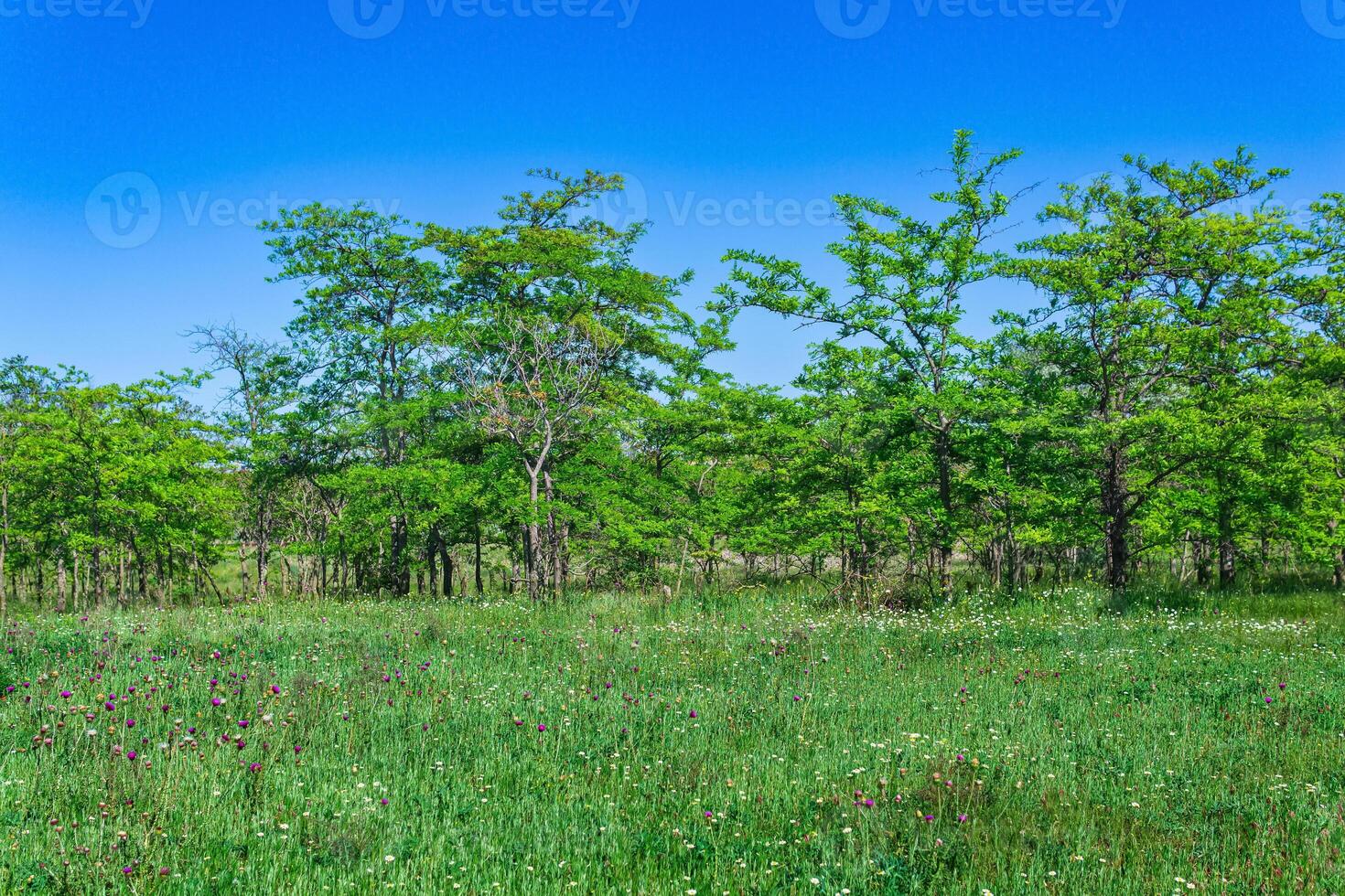 voorjaar zonnig Open bos- landschap met bloeiend weide en bladverliezend bosjes foto