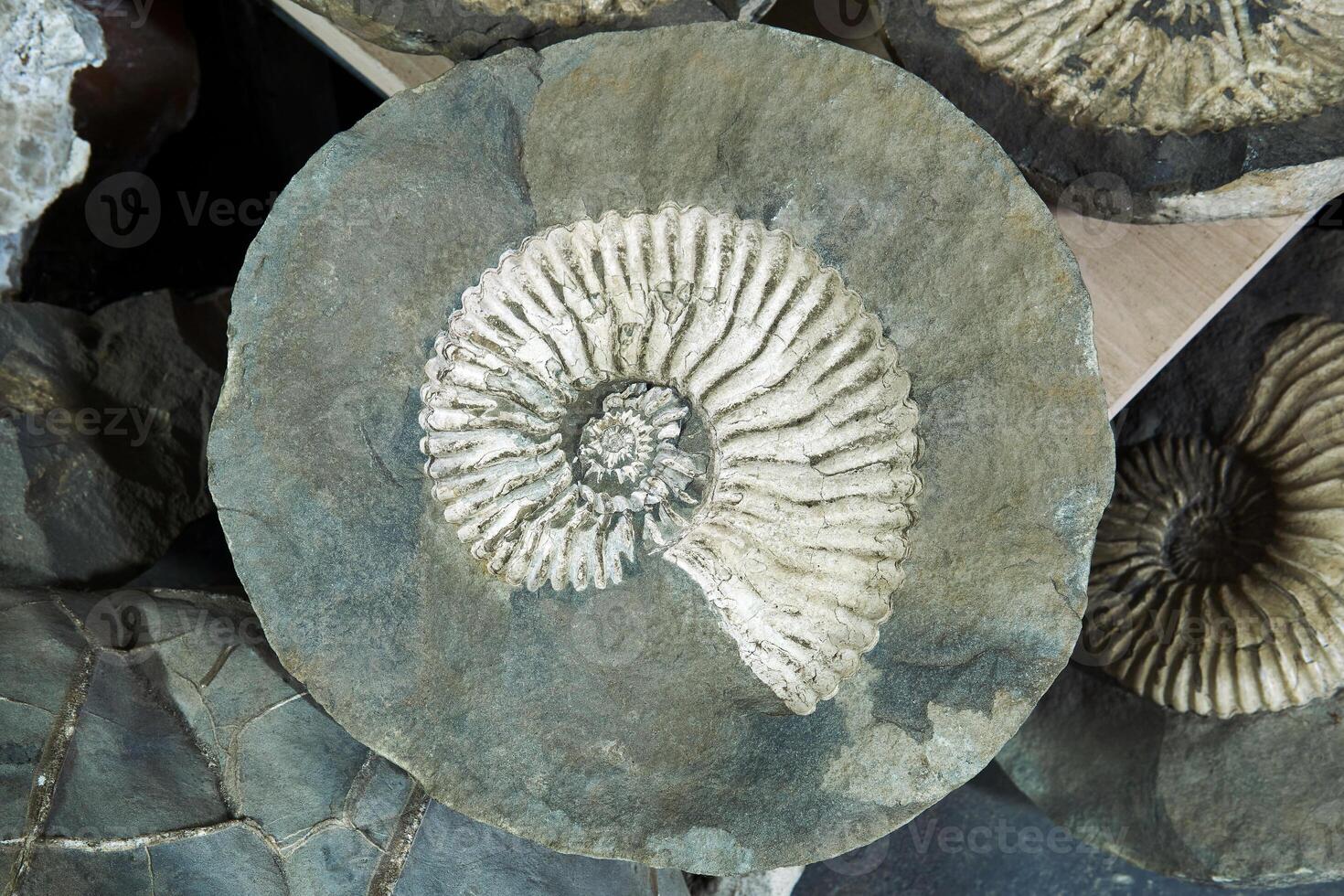 fossiel van een uitgestorven ammoniet clam binnen een gebarsten concretie foto