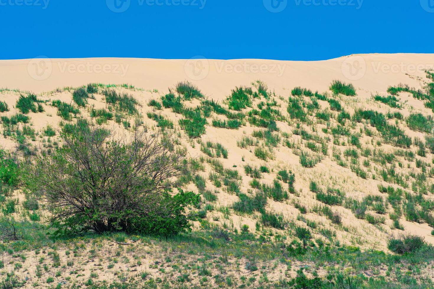 helling van een zand duin met planten bloeiend in lente, sarykum duin in dagestan foto