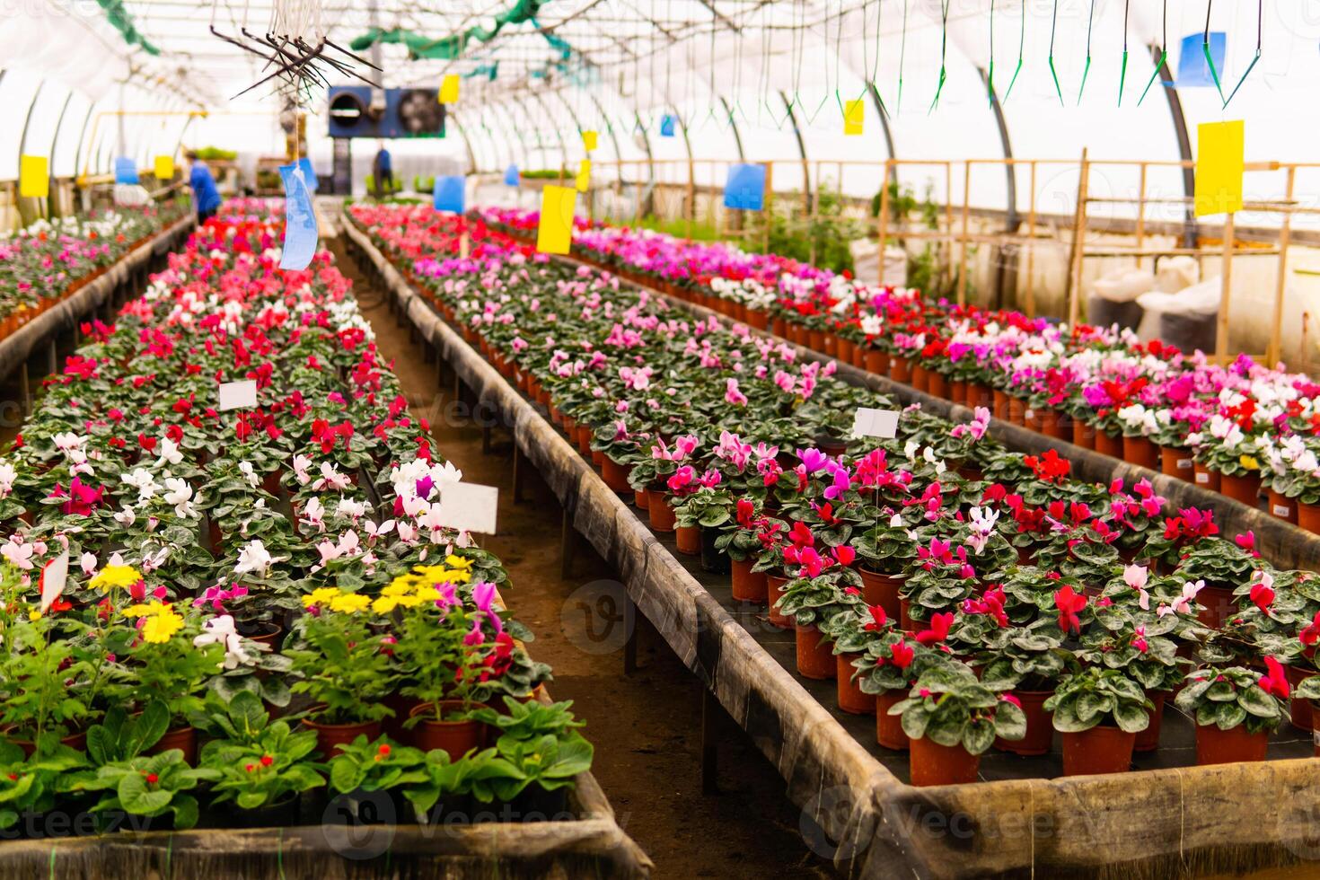 wazig interieur van een industrieel kas met bloemen foto