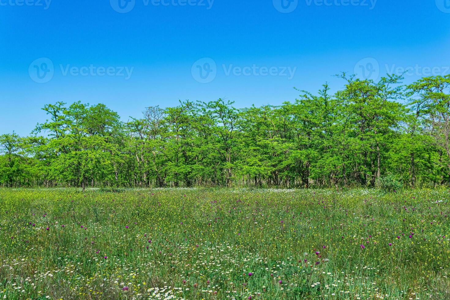 voorjaar zonnig Open bos- landschap met bloeiend weide en bladverliezend bosjes foto