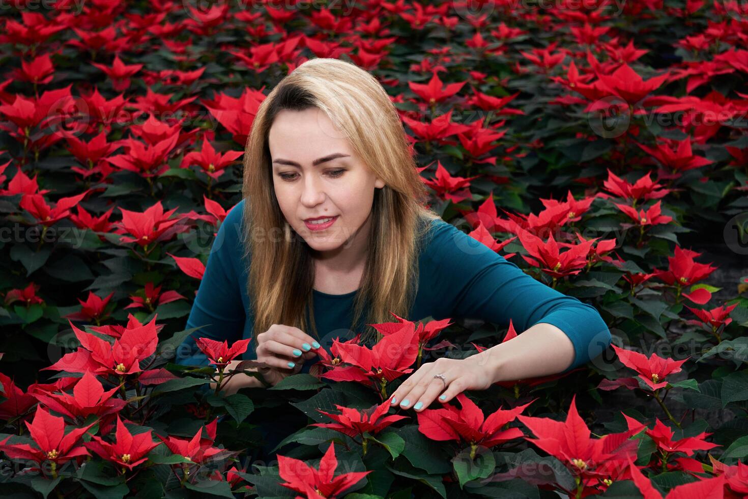 jong vrouw tussen veel rood kerstster bloemen kiest een van hen foto