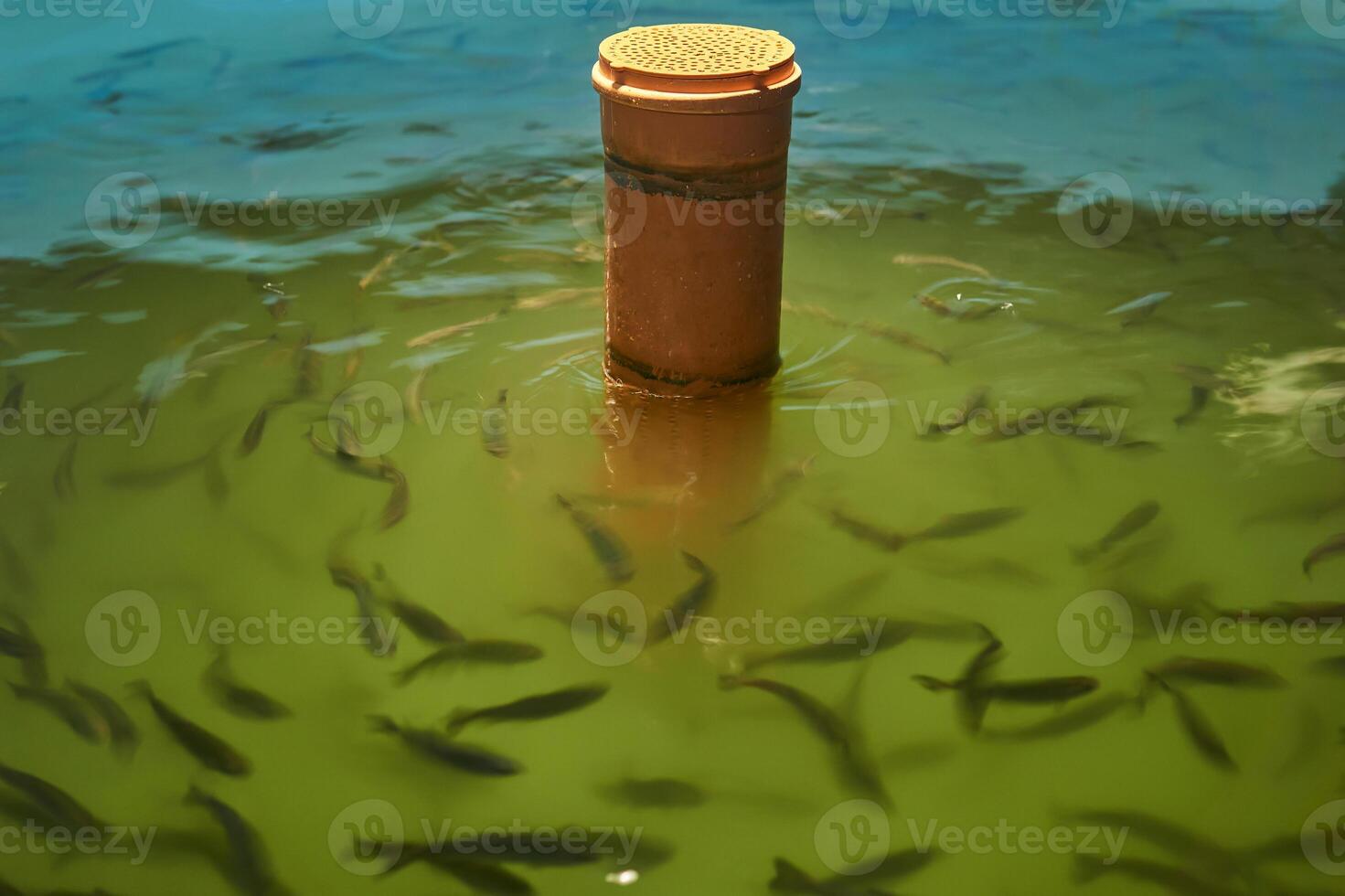 fragment van een zwembad voor groeit forel Bij een vis broederij foto