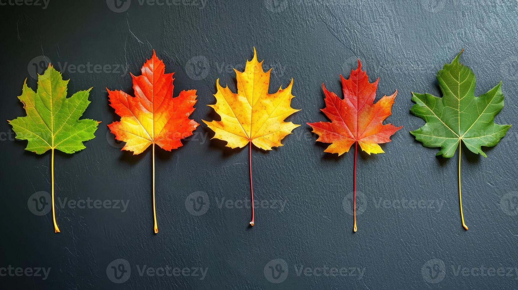 ai gegenereerd herfst esdoorn- blad overgang en variatie concept voor vallen en verandering van seizoen foto