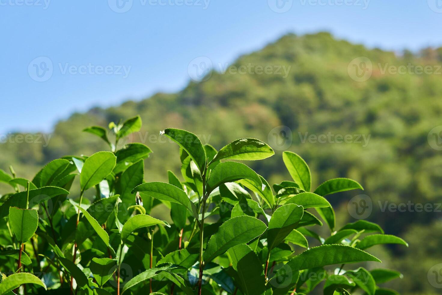 bladeren van thee struiken Aan een plantage detailopname tegen een achtergrond van wazig bergen foto