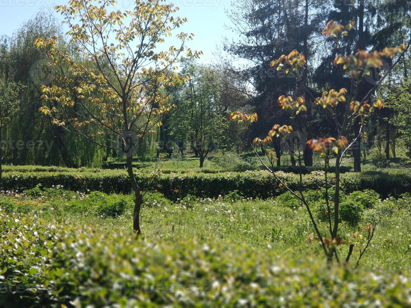 bomen en struiken in de park onder de warm helder zon foto