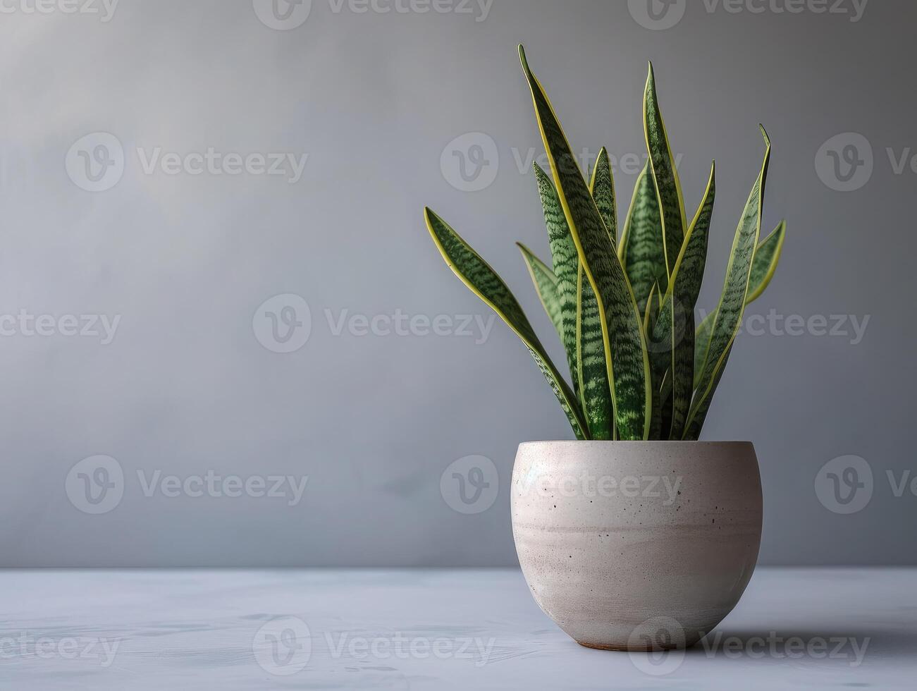 ai gegenereerd sansevieria fabriek in een modern bloem pot Aan een grijs achtergrond. huis fabriek sansevieria trifa van de familie van asperges. de concept van minimalisme. foto