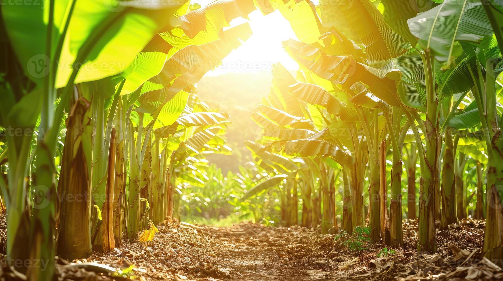 ai gegenereerd banaan boom plantage in natuur met daglicht foto