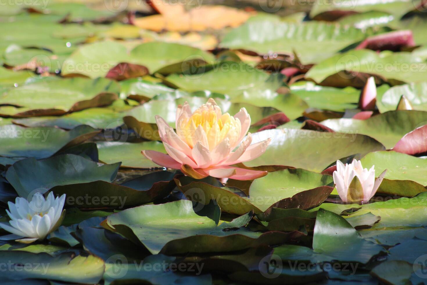 kleurrijk lotus bloem bovenstaand de meer. nelumbo is een geslacht van aquatisch planten met groot, opzichtig bloemen. foto