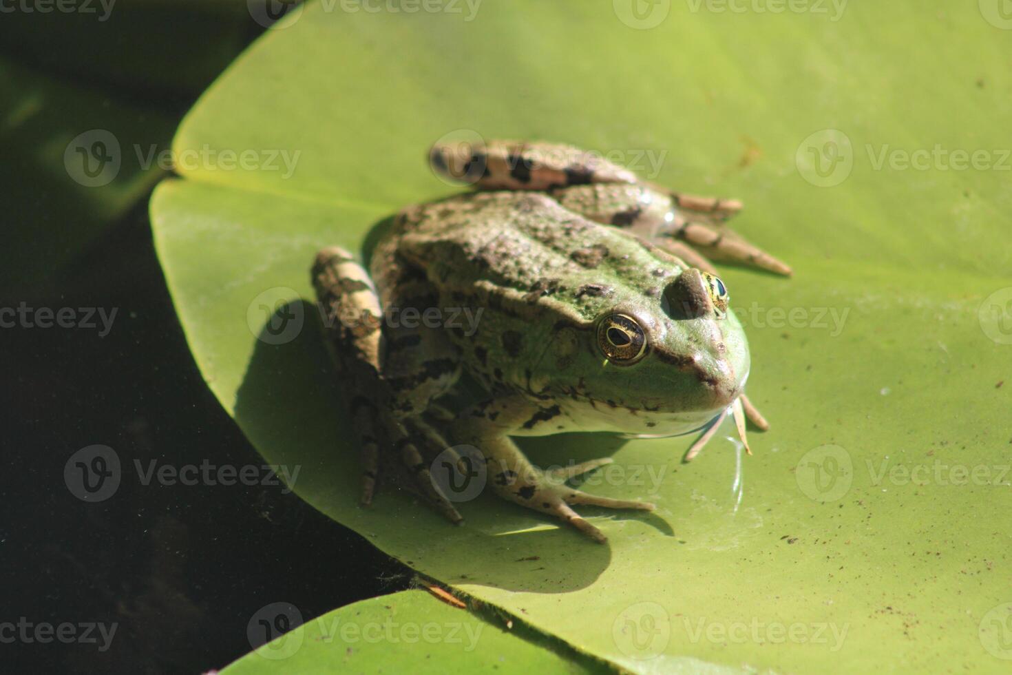 weinig groen kikker Aan de blad in de meer foto