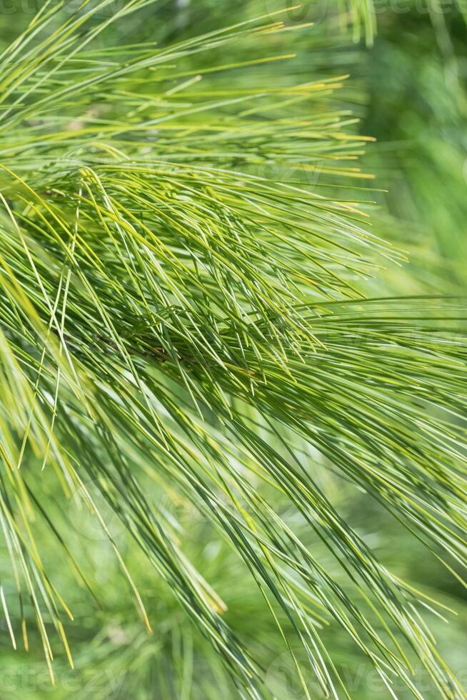 detailopname van naalden van een oostelijk wit pijnboom boom foto