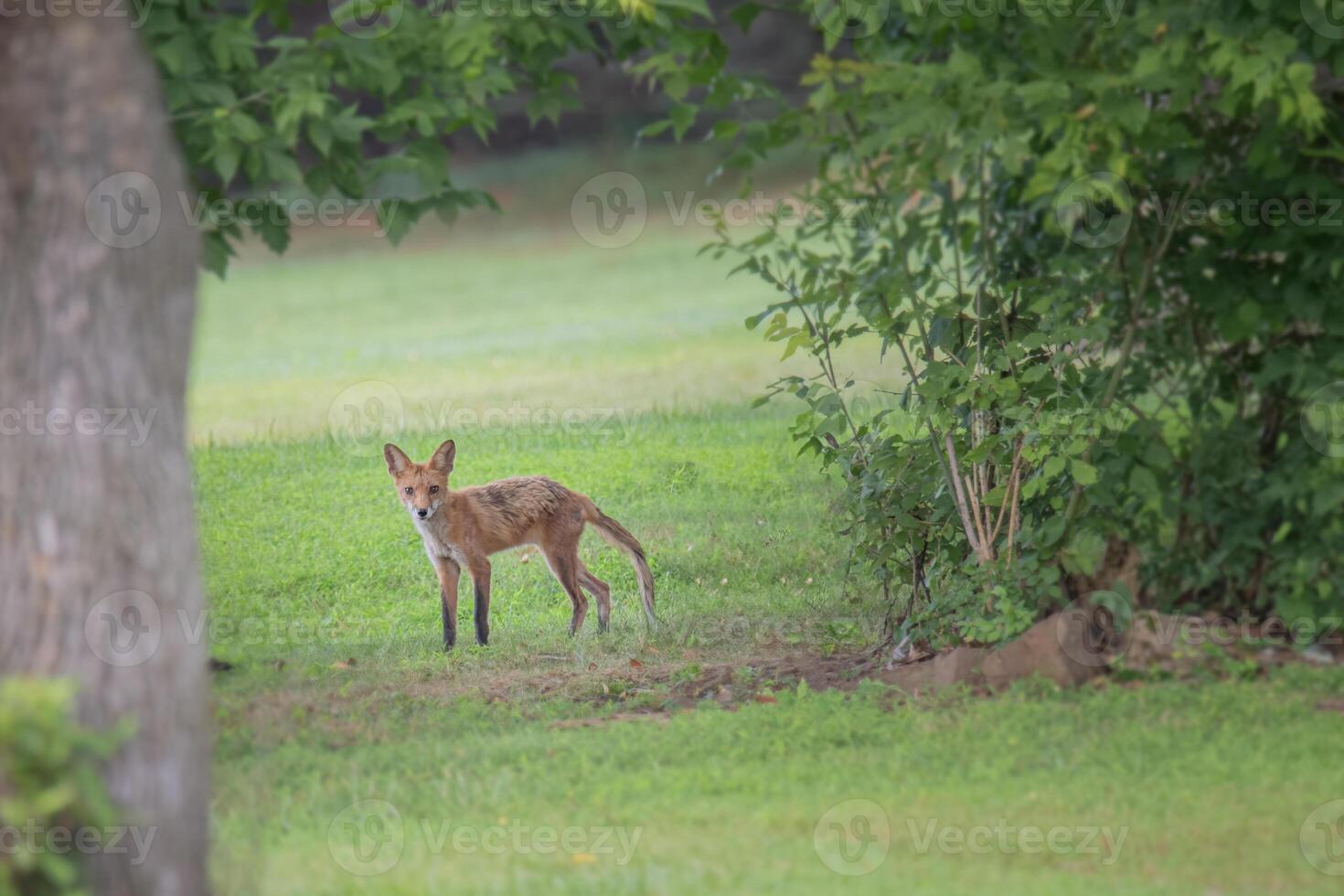 jong rood vos stopt Aan zijn manier aan de overkant een veld- foto
