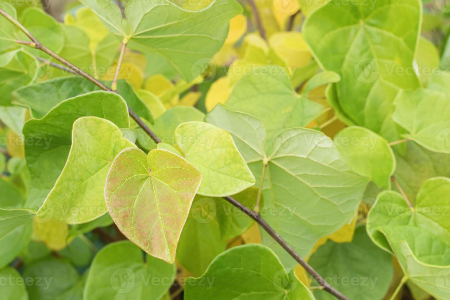 helder groen en geel bladeren van een oostelijk redbud boom foto